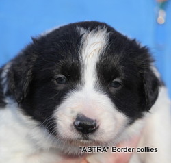 Black and white, Male, smooth to medium coat, border collie puppy